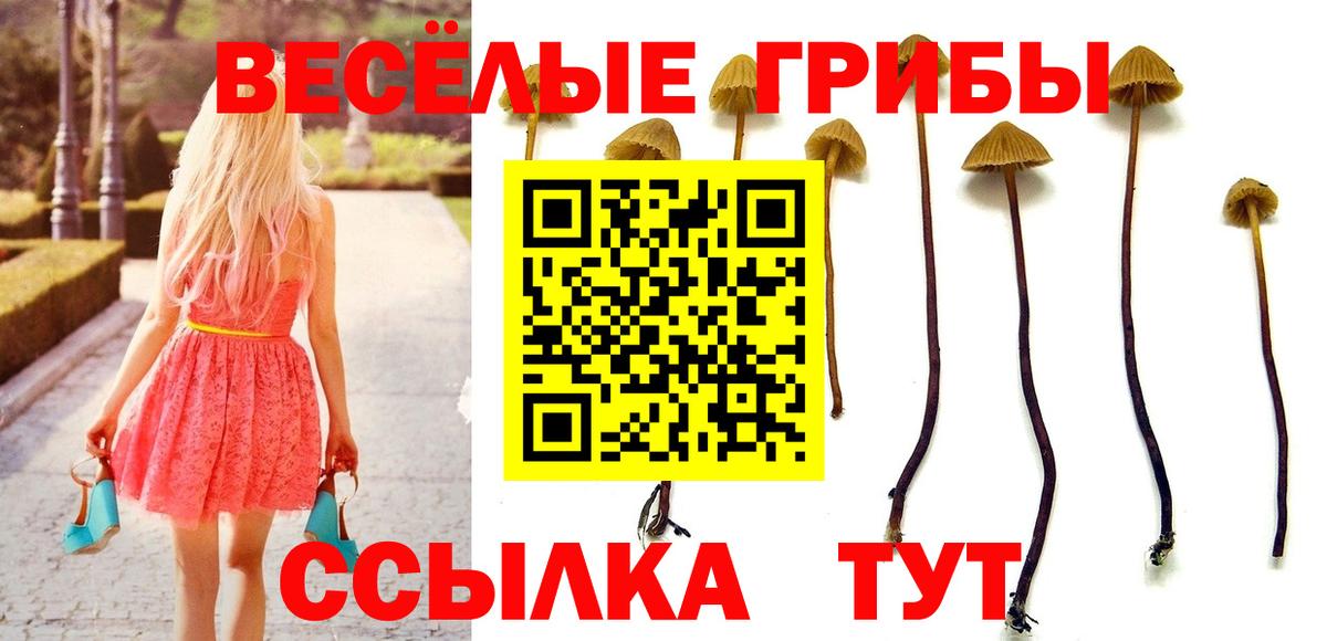 Псилоцибиновые грибы Psilocybe Назарово